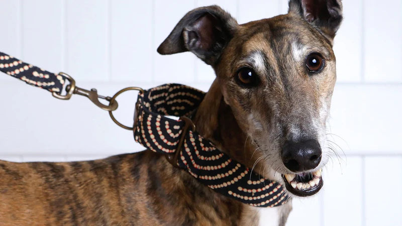 Collars & Leads