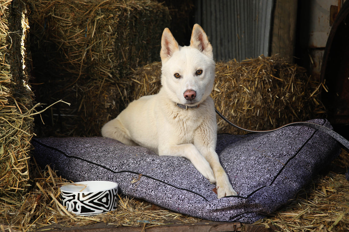 Aboriginal Pet Accessories