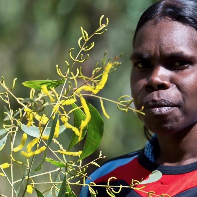 Restorative Face Cream by Bush Medijina